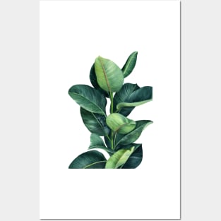 Ficus Plant Illustration Posters and Art